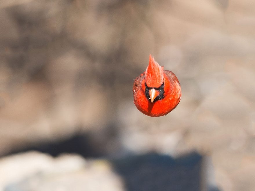 Audubon Photography Awards 2016, le pose più curiose degli uccelli