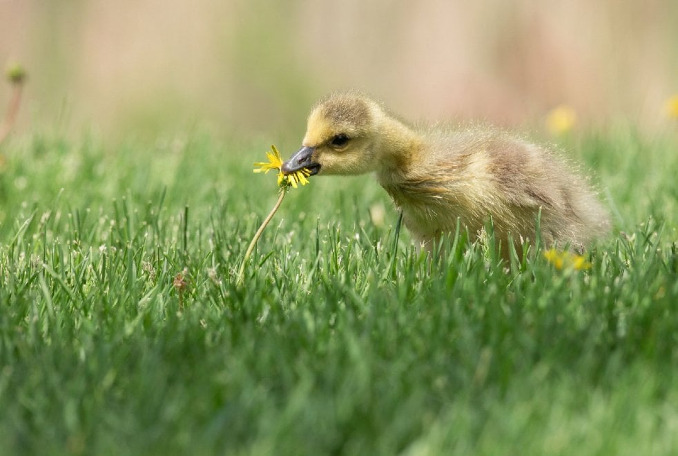 Audubon Photography Awards 2016, le pose più curiose degli uccelli