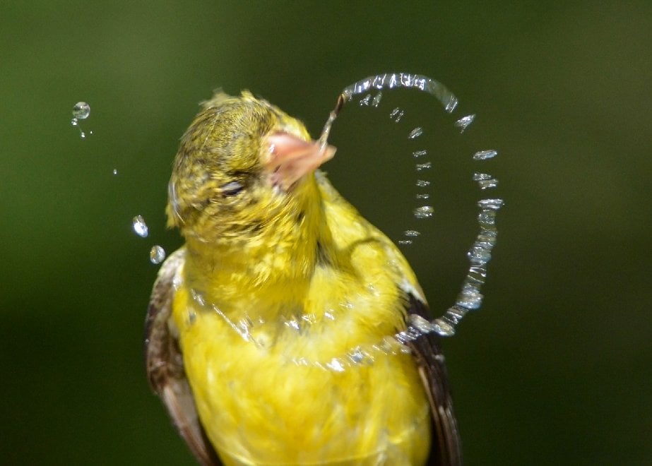 Audubon Photography Awards 2016, le pose più curiose degli uccelli