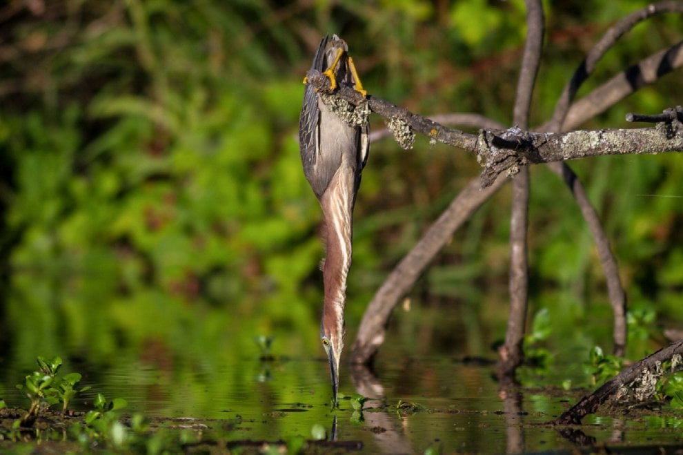 Audubon Photography Awards 2016, le pose più curiose degli uccelli