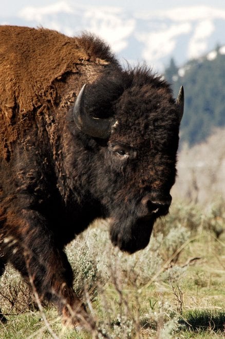 Dopo l'aquila calva, il bisonte ''simbolo'' degli Usa