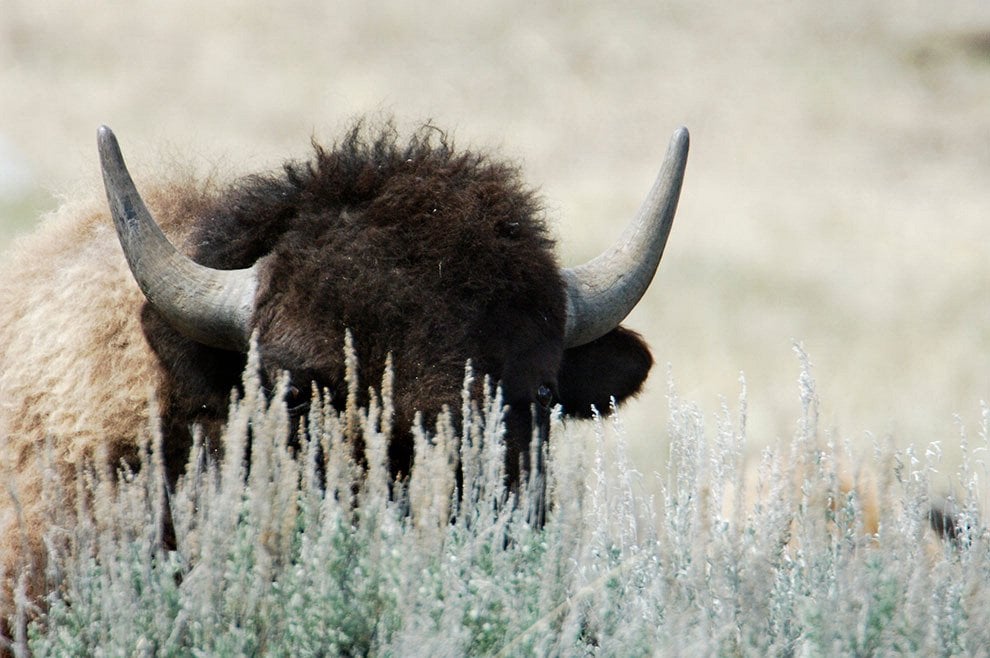 Dopo l'aquila calva, il bisonte ''simbolo'' degli Usa