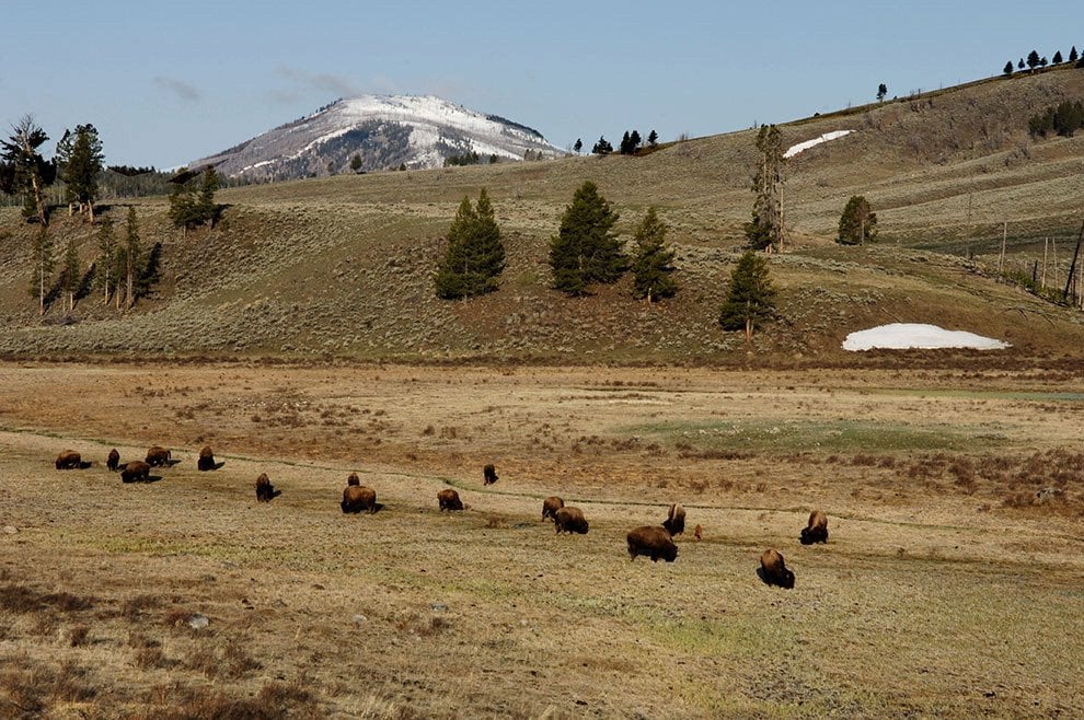Dopo l'aquila calva, il bisonte ''simbolo'' degli Usa
