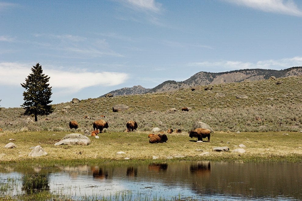Dopo l'aquila calva, il bisonte ''simbolo'' degli Usa