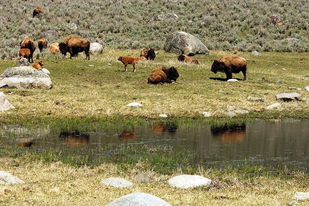 Dopo l'aquila calva, il bisonte ''simbolo'' degli Usa