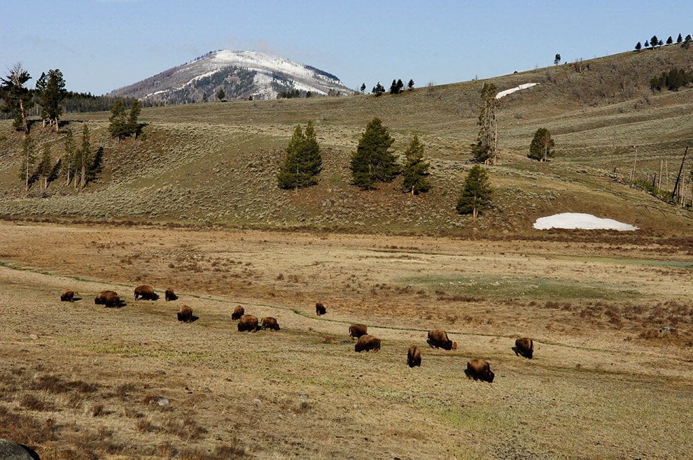 Dopo l'aquila calva, il bisonte ''simbolo'' degli Usa