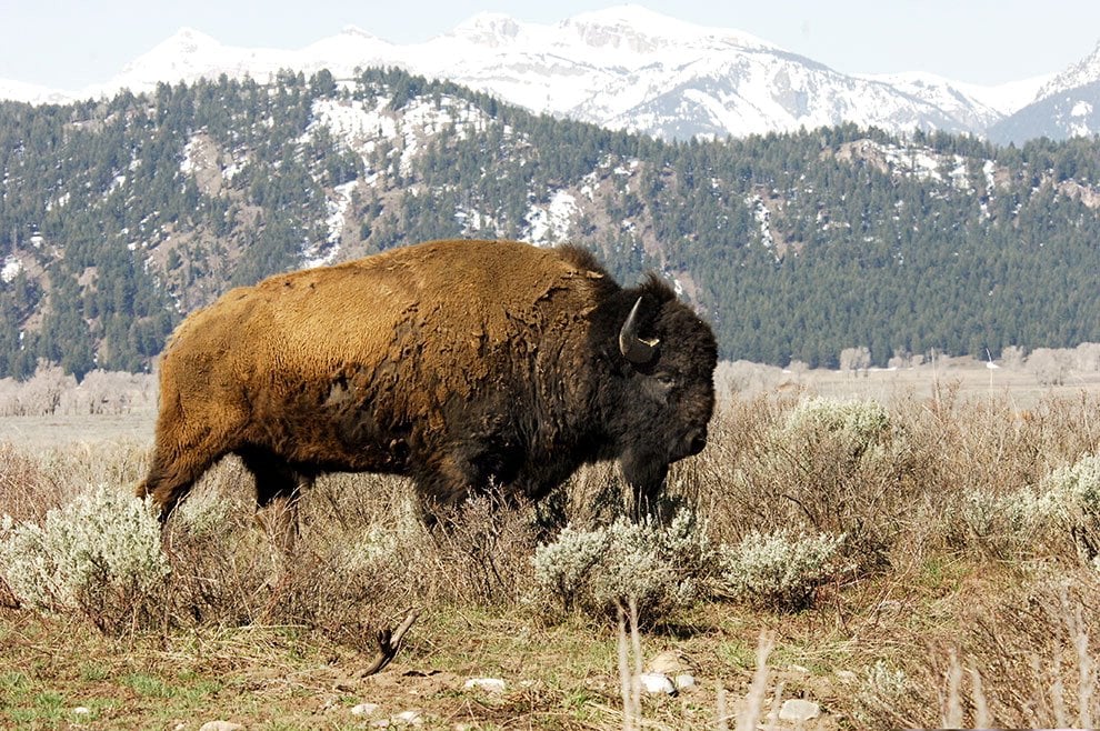 Dopo l'aquila calva, il bisonte ''simbolo'' degli Usa