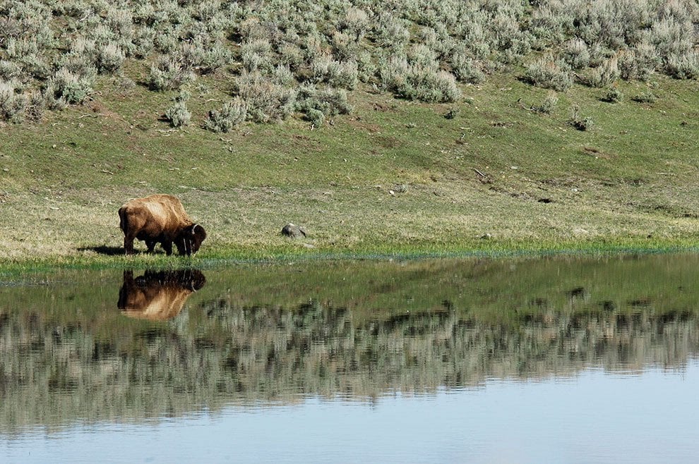 Dopo l'aquila calva, il bisonte ''simbolo'' degli Usa