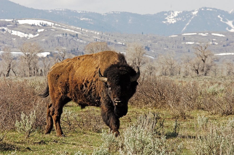 Dopo l'aquila calva, il bisonte ''simbolo'' degli Usa