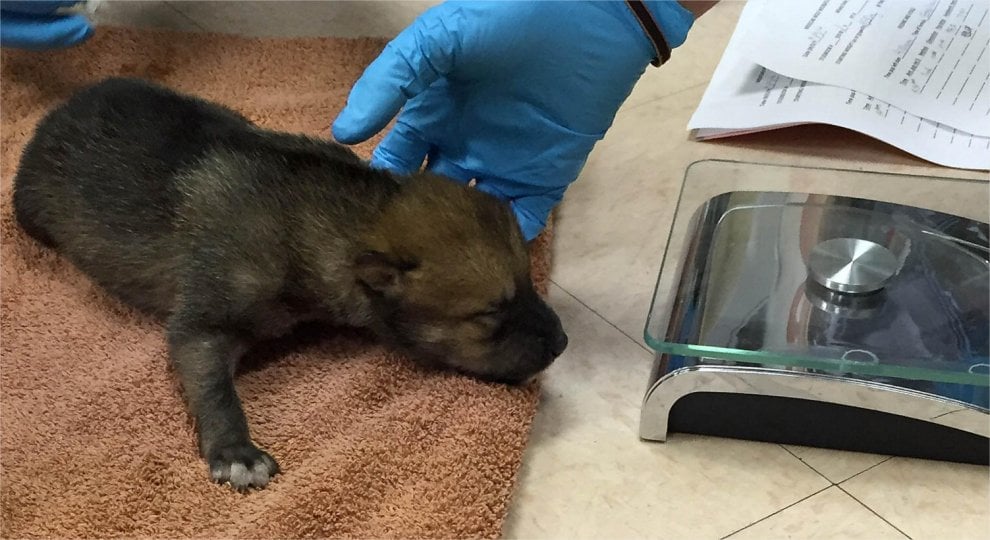 Dallo zoo di Chicago all'Arizona: due cuccioli di lupo grigio rimessi in libertà