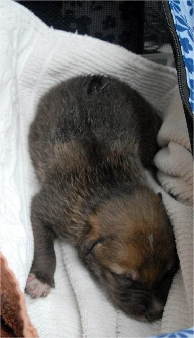 Dallo zoo di Chicago all'Arizona: due cuccioli di lupo grigio rimessi in libertà
