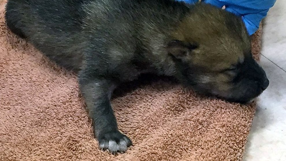 Dallo zoo di Chicago all'Arizona: due cuccioli di lupo grigio rimessi in libertà
