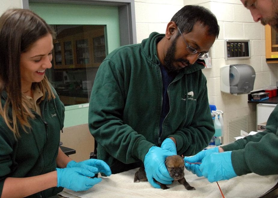 Dallo zoo di Chicago all'Arizona: due cuccioli di lupo grigio rimessi in libertà