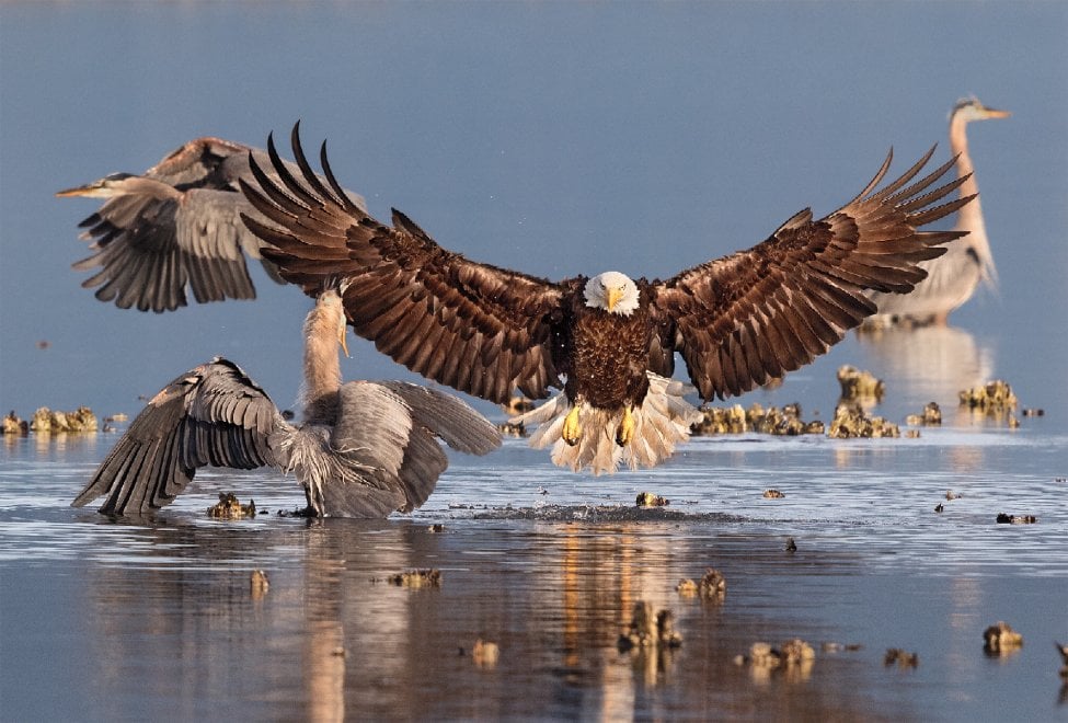 Audubon Photography Awards 2016, le pose più curiose degli uccelli