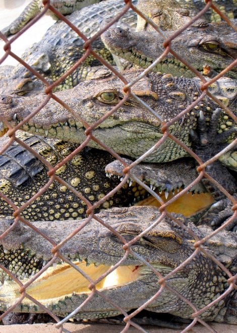 Coccodrilli, tigri, leoni, elefanti e & C: maltrattati per compiacere i turisti