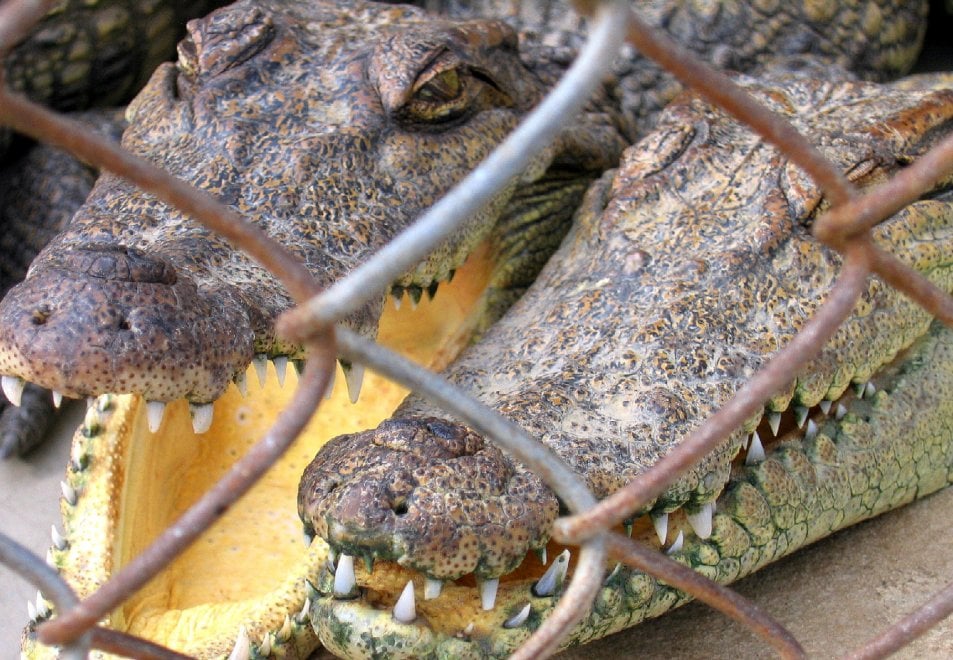Coccodrilli, tigri, leoni, elefanti e & C: maltrattati per compiacere i turisti