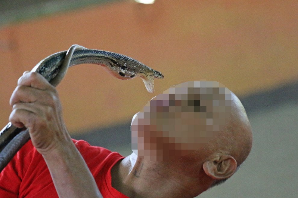 Coccodrilli, tigri, leoni, elefanti e & C: maltrattati per compiacere i turisti