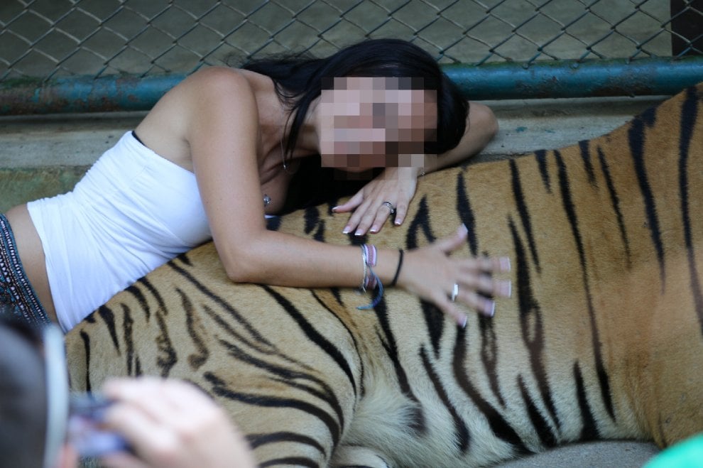 Coccodrilli, tigri, leoni, elefanti e & C: maltrattati per compiacere i turisti