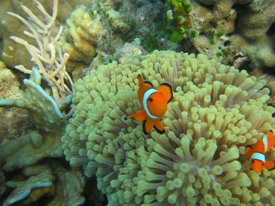 Thailandia, il paradiso perduto di Koh Tachai
