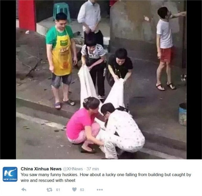 Cina, il volo dell'husky fortunato: cade dalla finestra ma i fili lo salvano
