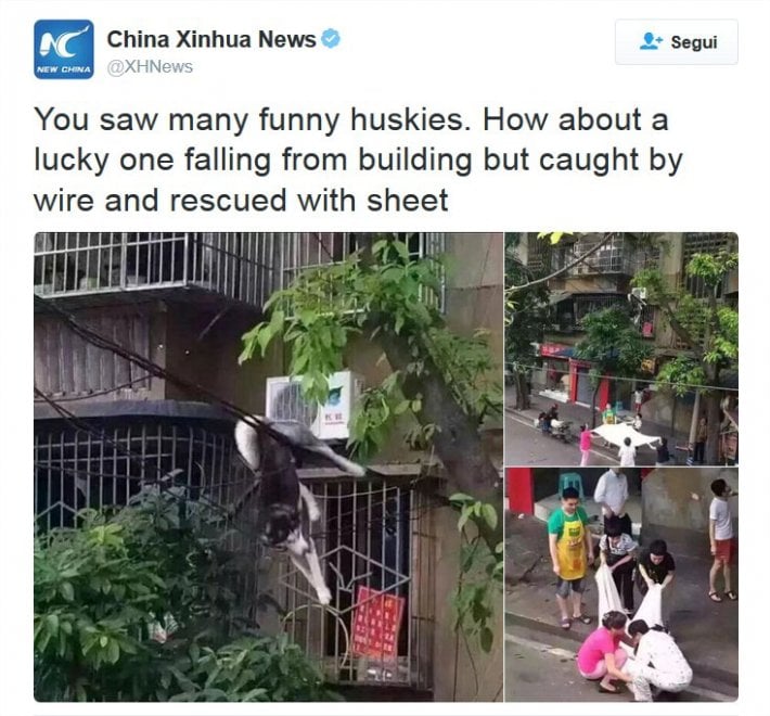 Cina, il volo dell'husky fortunato: cade dalla finestra ma i fili lo salvano