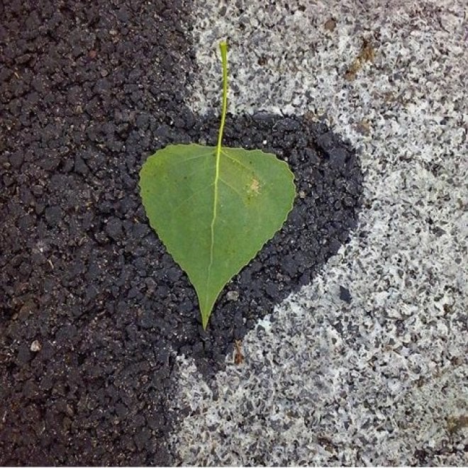 Giornata mondiale dell'ambiente, le vostre foto / 1