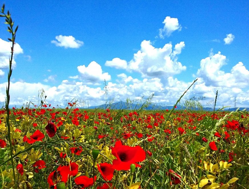 Giornata mondiale dell'ambiente, le vostre foto / 1