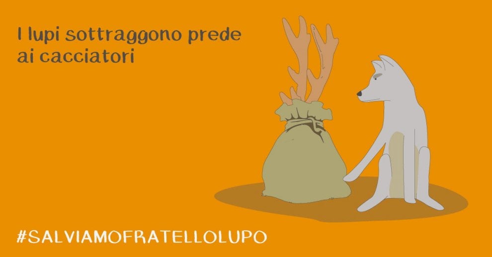 Lupi in Vaticano: è la campagna #salviamofratellolupo