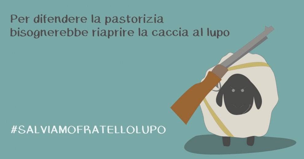Lupi in Vaticano: è la campagna #salviamofratellolupo