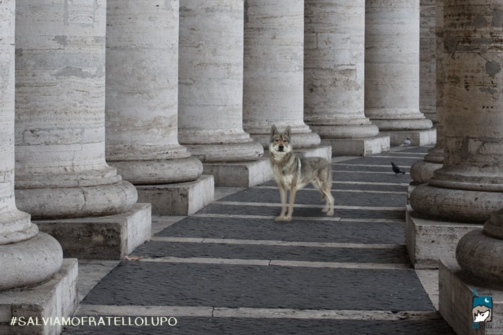 Lupi in Vaticano: è la campagna #salviamofratellolupo