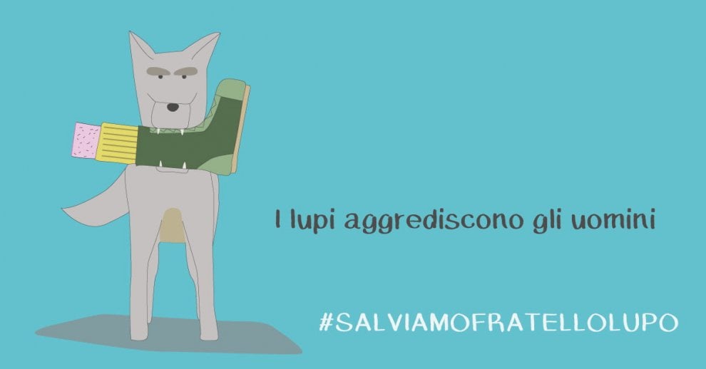 Lupi in Vaticano: è la campagna #salviamofratellolupo