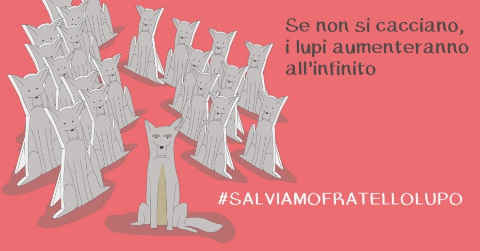 Lupi in Vaticano: è la campagna #salviamofratellolupo