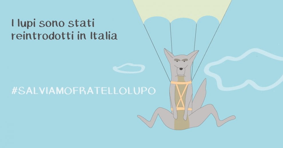 Lupi in Vaticano: è la campagna #salviamofratellolupo