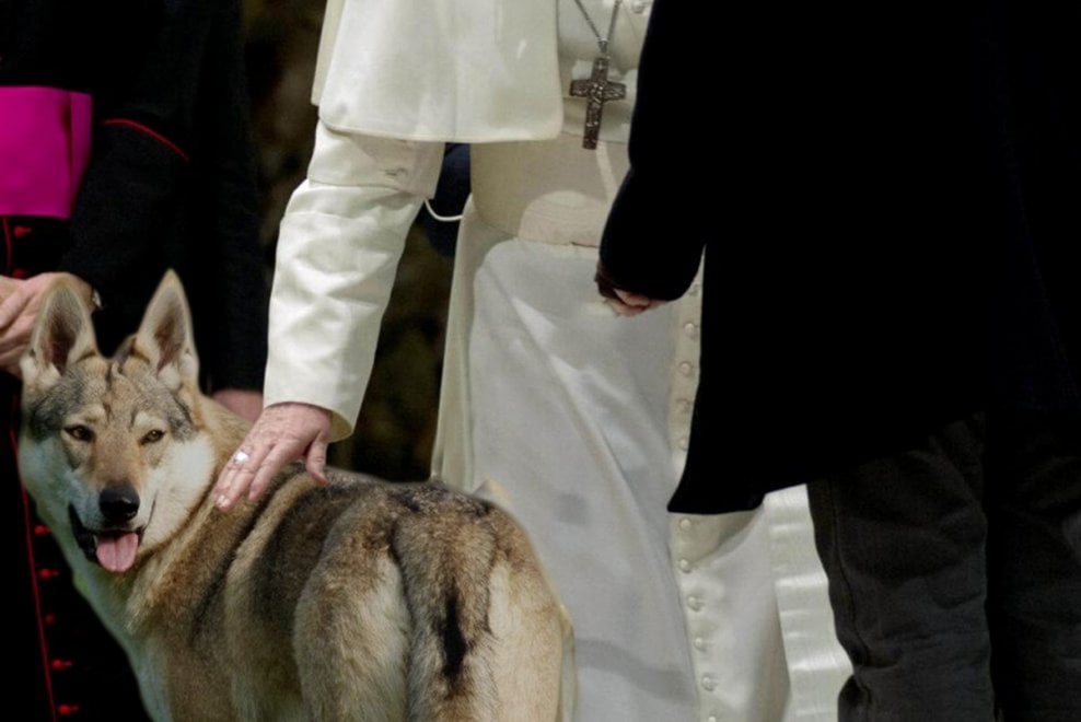 Lupi in Vaticano: è la campagna #salviamofratellolupo