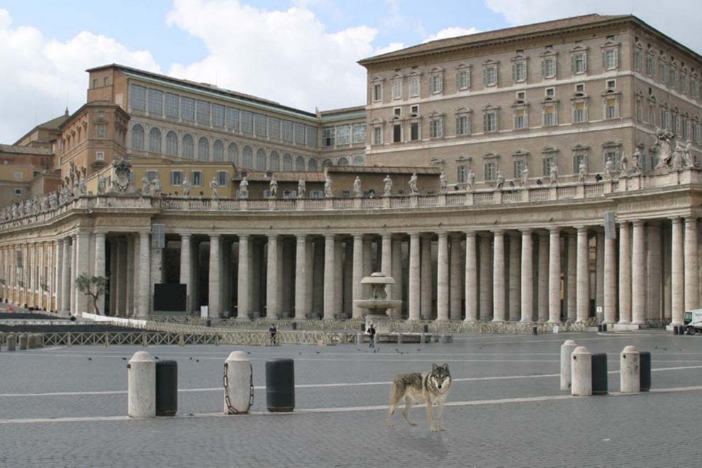Lupi in Vaticano: è la campagna #salviamofratellolupo