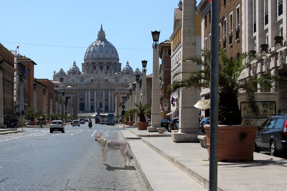 Lupi in Vaticano: è la campagna #salviamofratellolupo