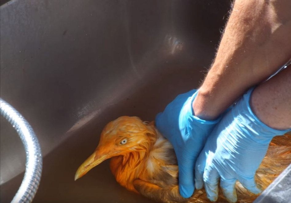 Regno Unito, il gabbiano arancione: cade in un contenitore di pollo al curry