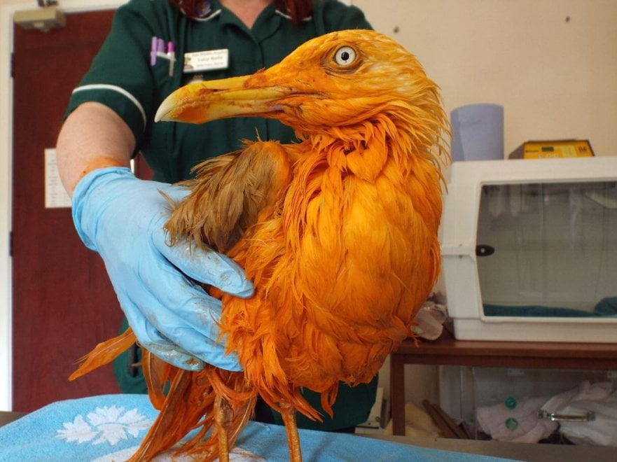 Regno Unito, il gabbiano arancione: cade in un contenitore di pollo al curry