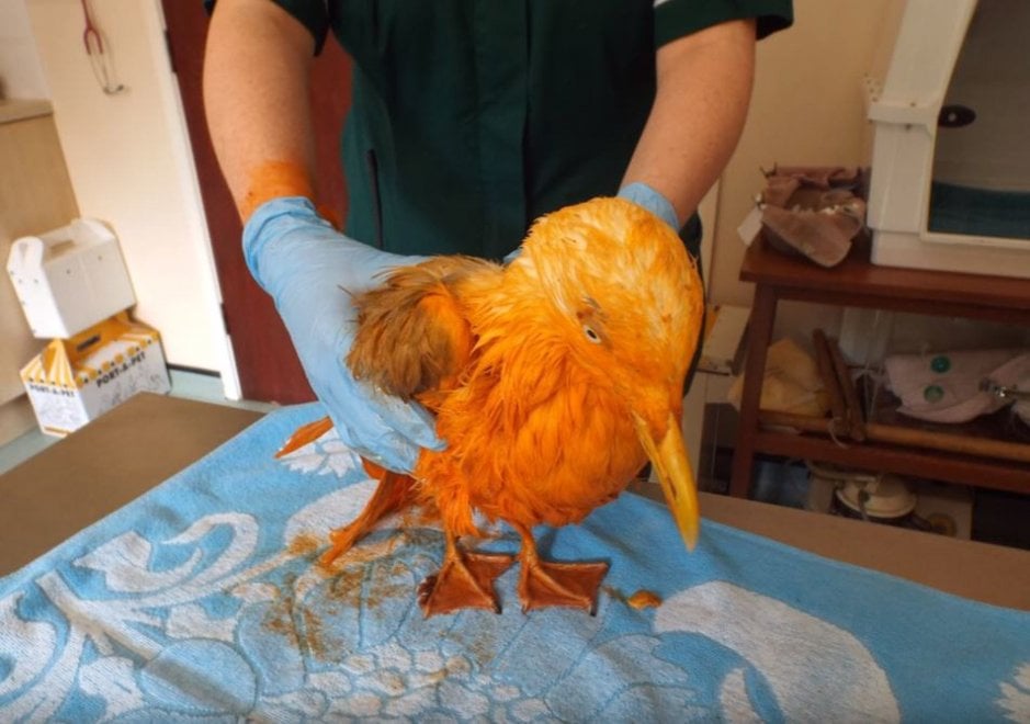 Regno Unito, il gabbiano arancione: cade in un contenitore di pollo al curry