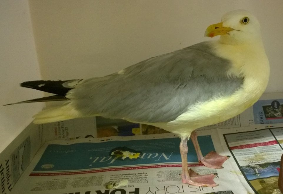 Regno Unito, il gabbiano arancione: cade in un contenitore di pollo al curry