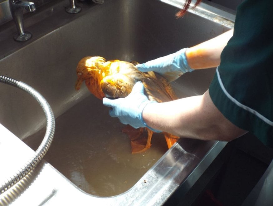 Regno Unito, il gabbiano arancione: cade in un contenitore di pollo al curry