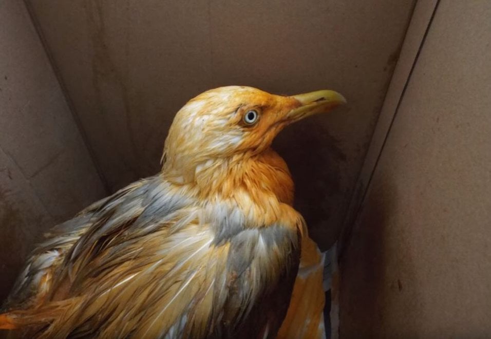 Regno Unito, il gabbiano arancione: cade in un contenitore di pollo al curry