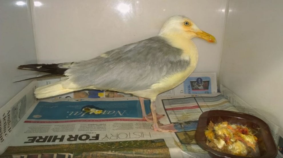 Regno Unito, il gabbiano arancione: cade in un contenitore di pollo al curry