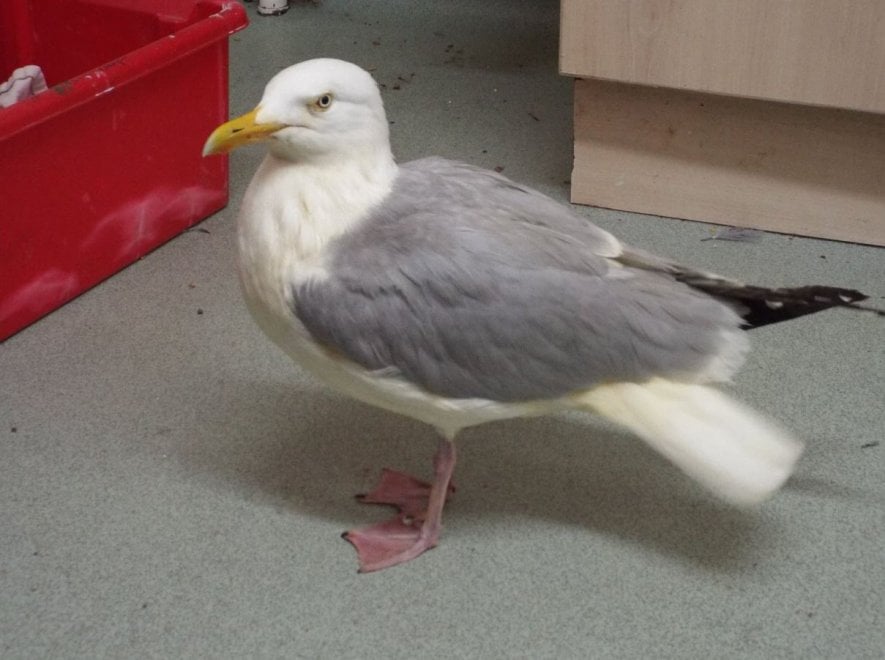 Regno Unito, il gabbiano arancione: cade in un contenitore di pollo al curry