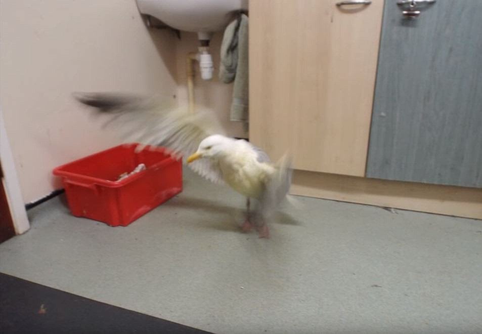 Regno Unito, il gabbiano arancione: cade in un contenitore di pollo al curry