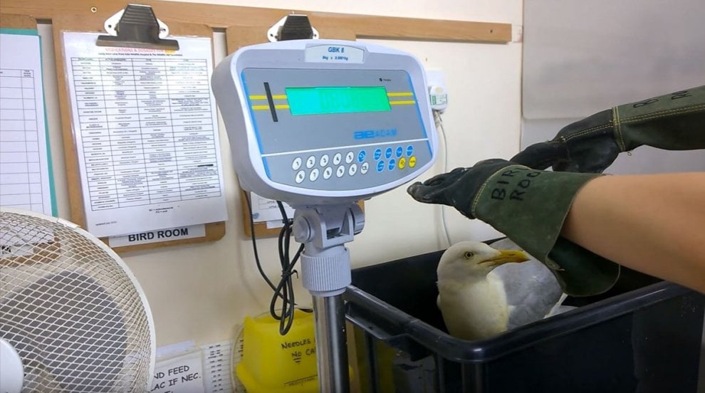 Regno Unito, il gabbiano arancione: cade in un contenitore di pollo al curry