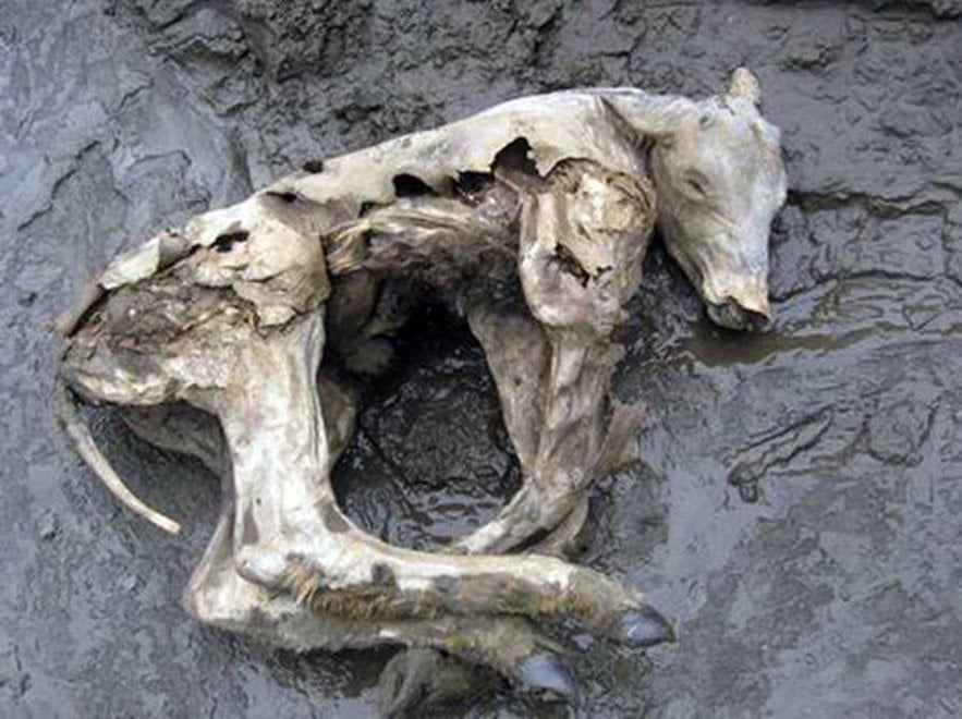 Siberia, ecco 'la porta per l'inferno': una gigantesca voragine causata dal riscaldamento globale