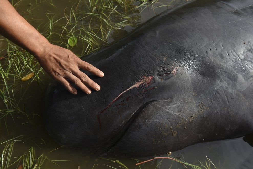 Indonesia, balene arenate nella palude: la comunità tenta il salvataggio