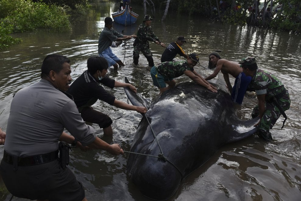 Indonesia, balene arenate nella palude: la comunità tenta il salvataggio