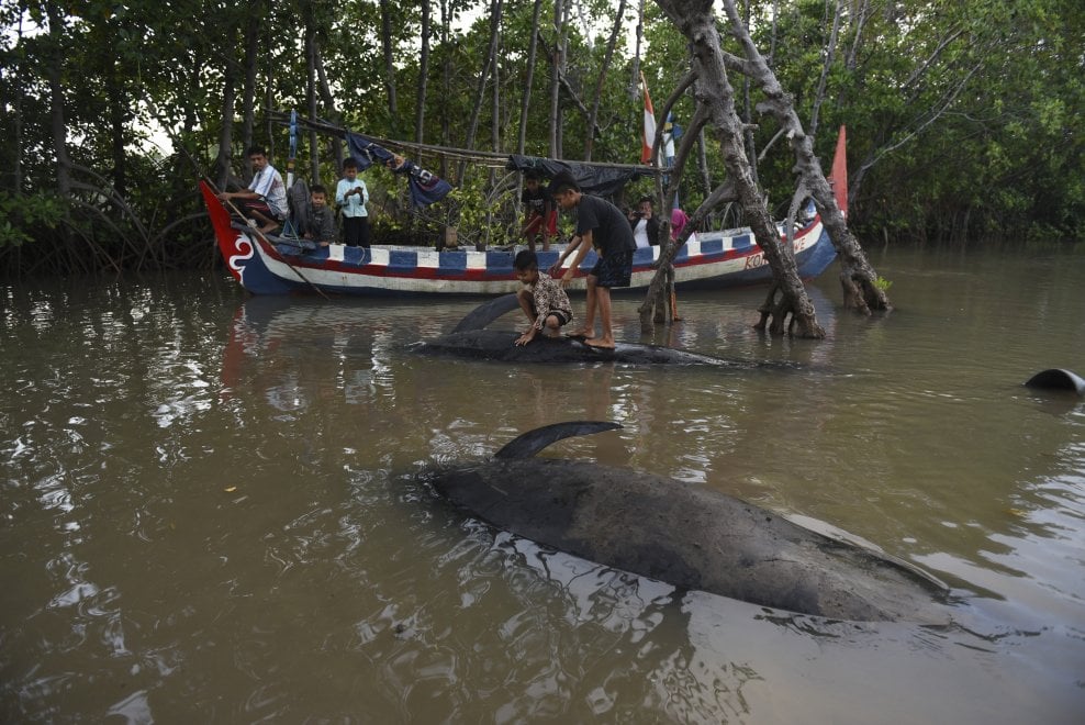 Indonesia, balene arenate nella palude: la comunità tenta il salvataggio